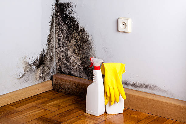 Best Toxic Mold Removal  in Garwood, NJ