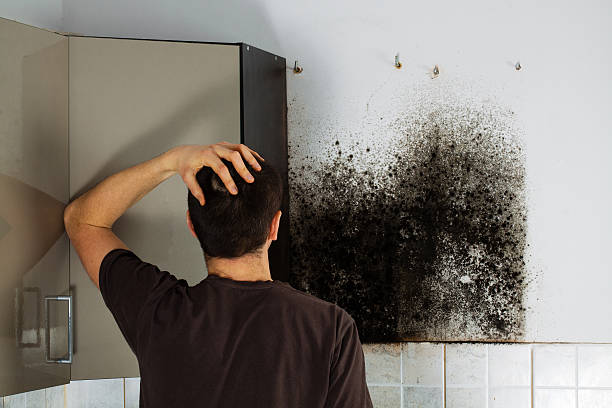 Best Affordable Mold Removal  in Garwood, NJ