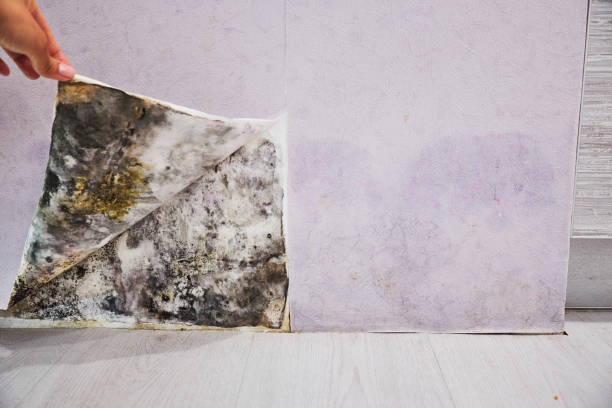 Best Certified Mold Removal  in Garwood, NJ